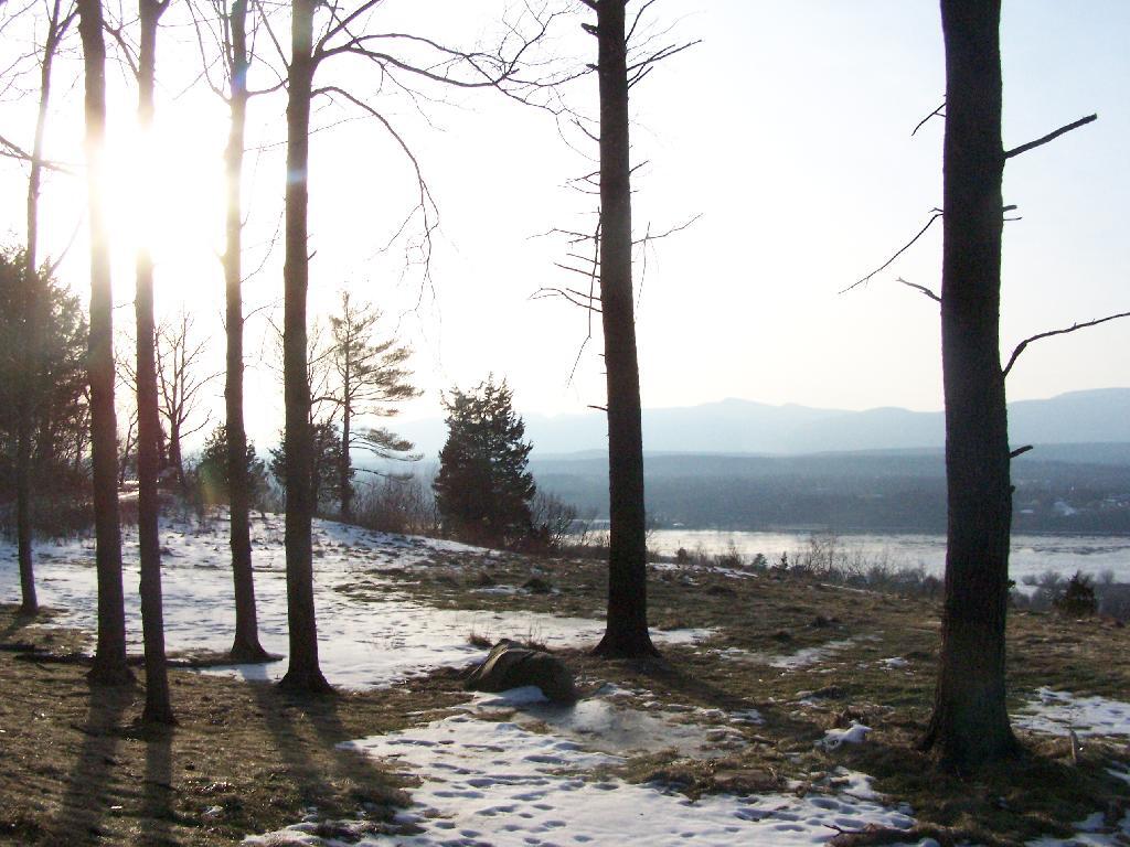 Photo: Sun Through the Trees Photo: Sun Through the Trees