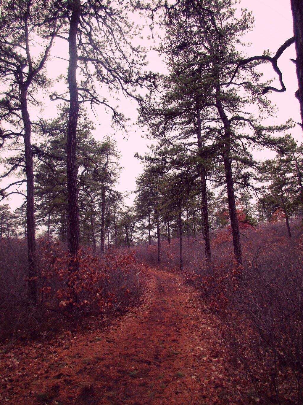 Photo: Pathway Photo: Pathway