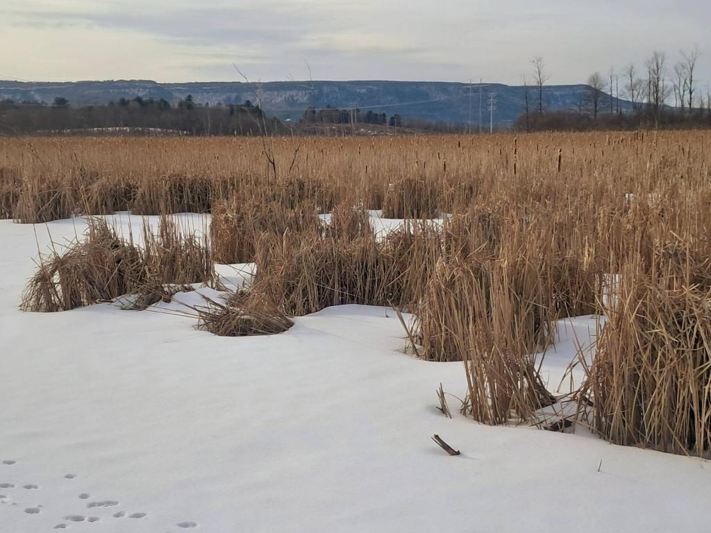 Photo: Frozen Black Creek Photo: Frozen Black Creek