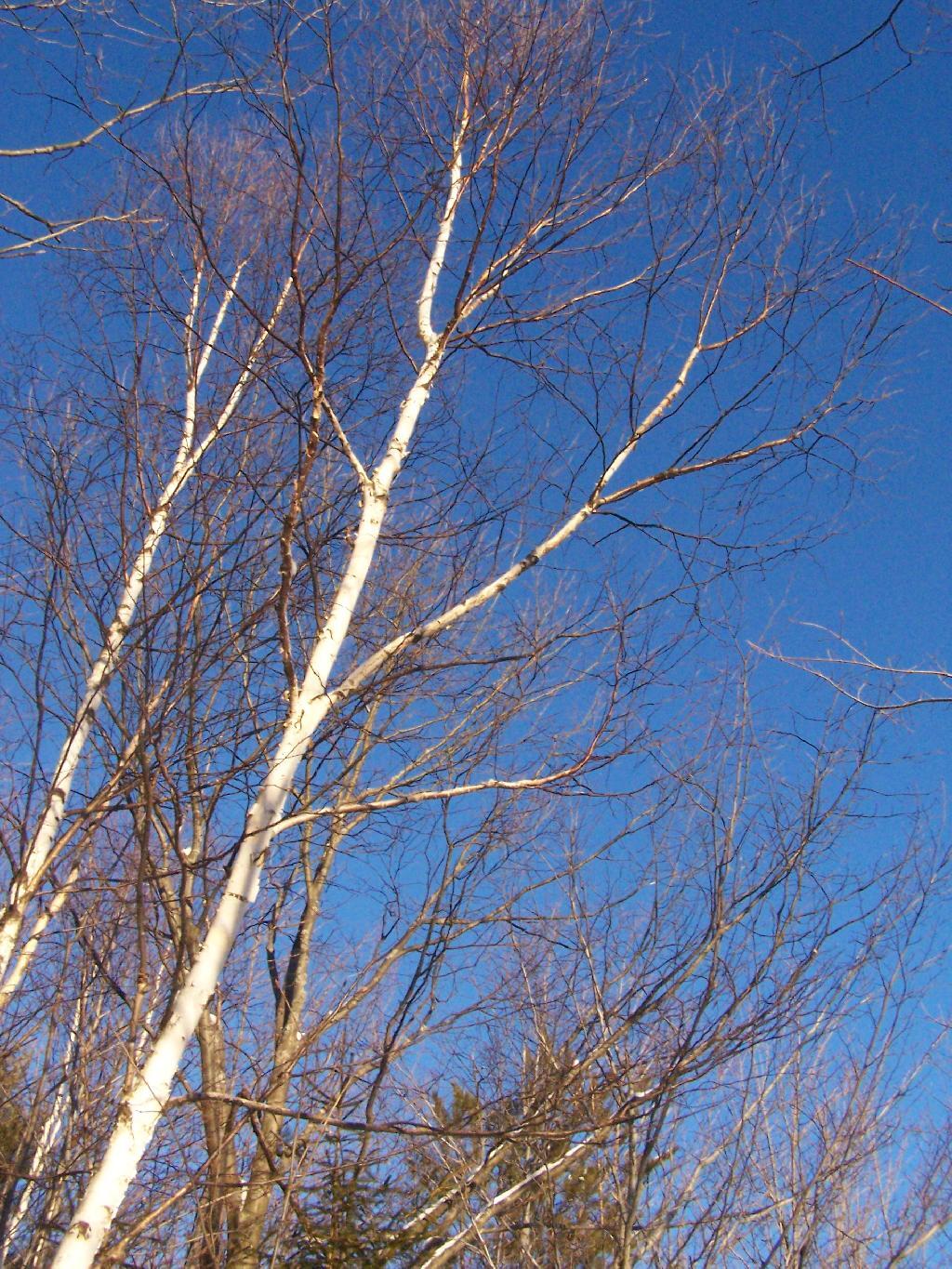 Photo: Birch Tree Photo: Birch Tree