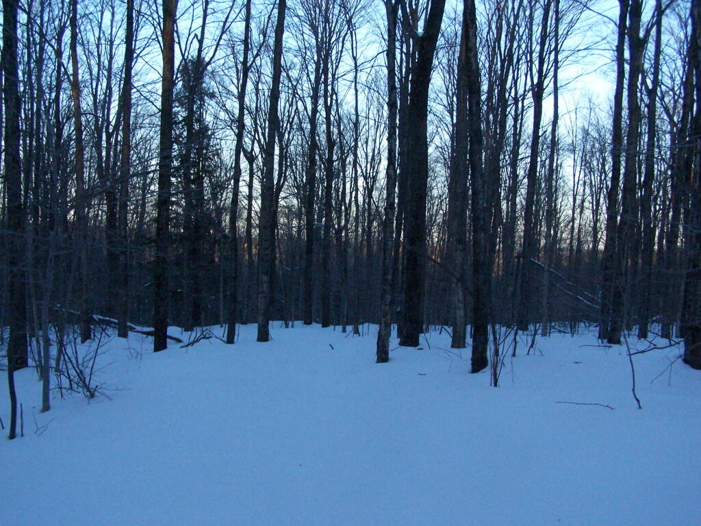 Photo: Dark Woods Photo: Dark Woods