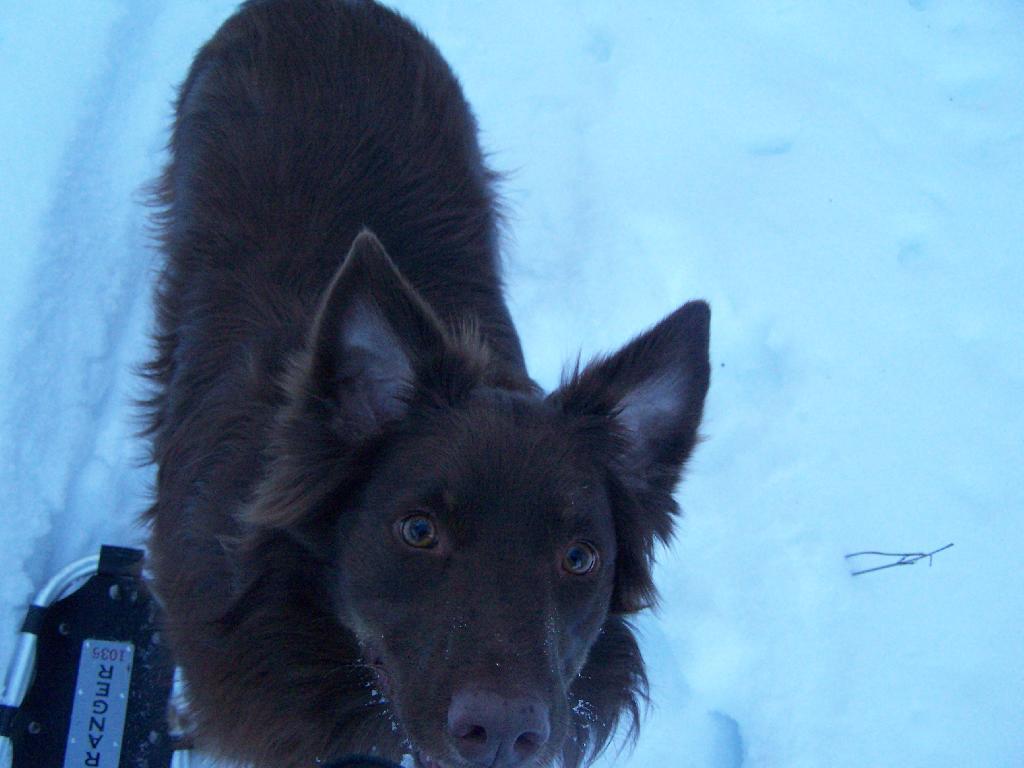 Photo: Dog Looks Up Photo: Dog Looks Up