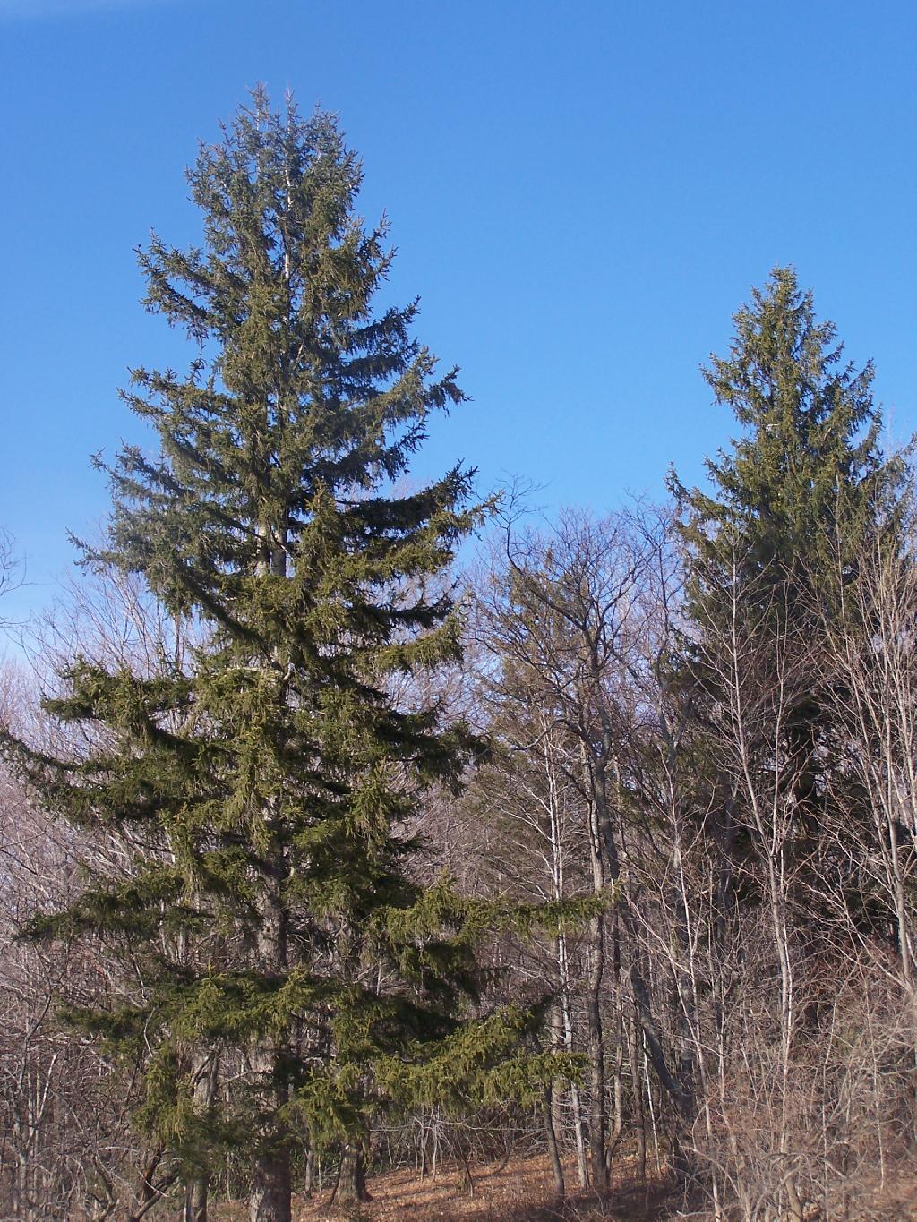 Photo: Tree Photo: Tree