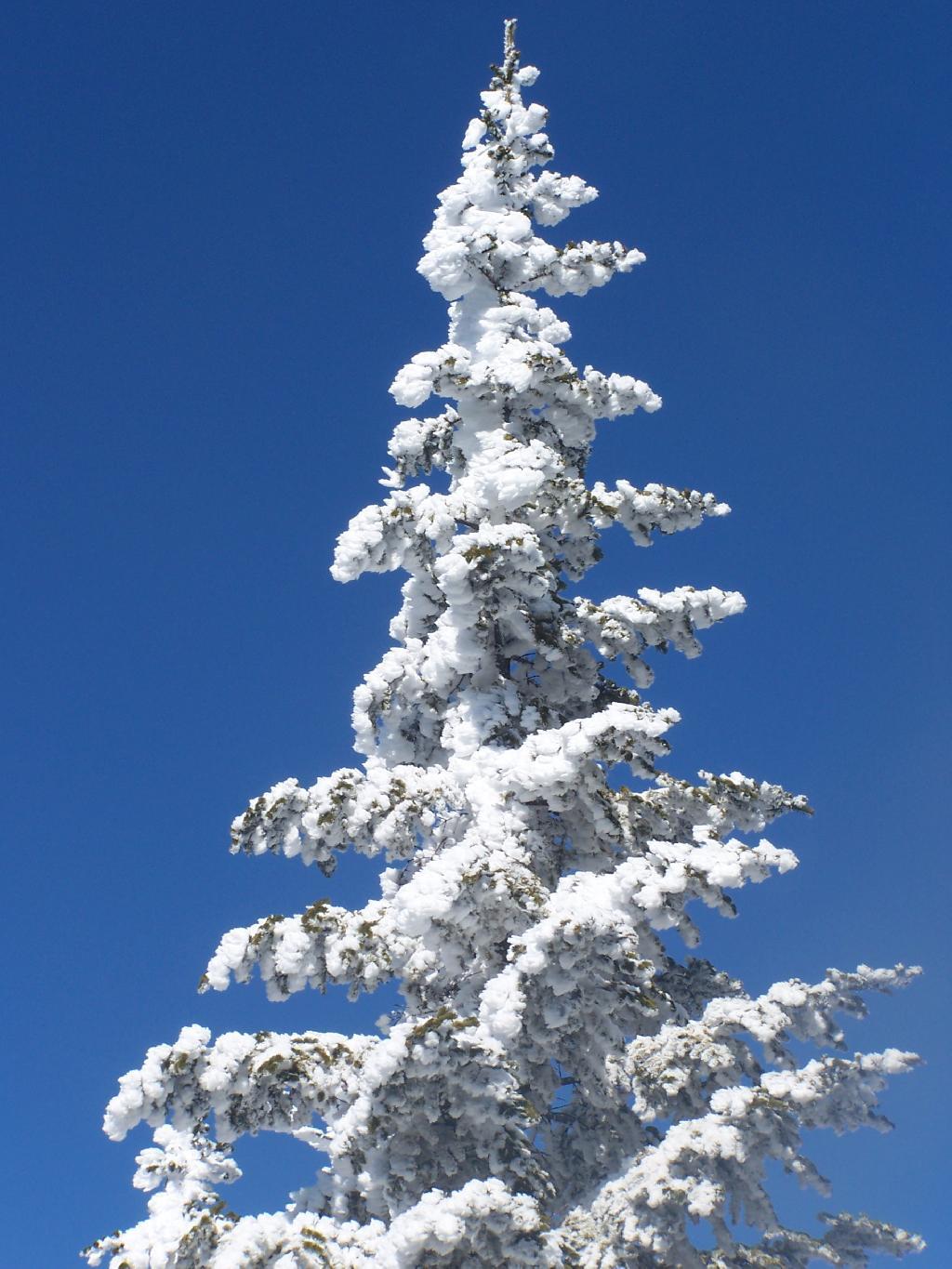 Photo: Snow Covered Pine Tree