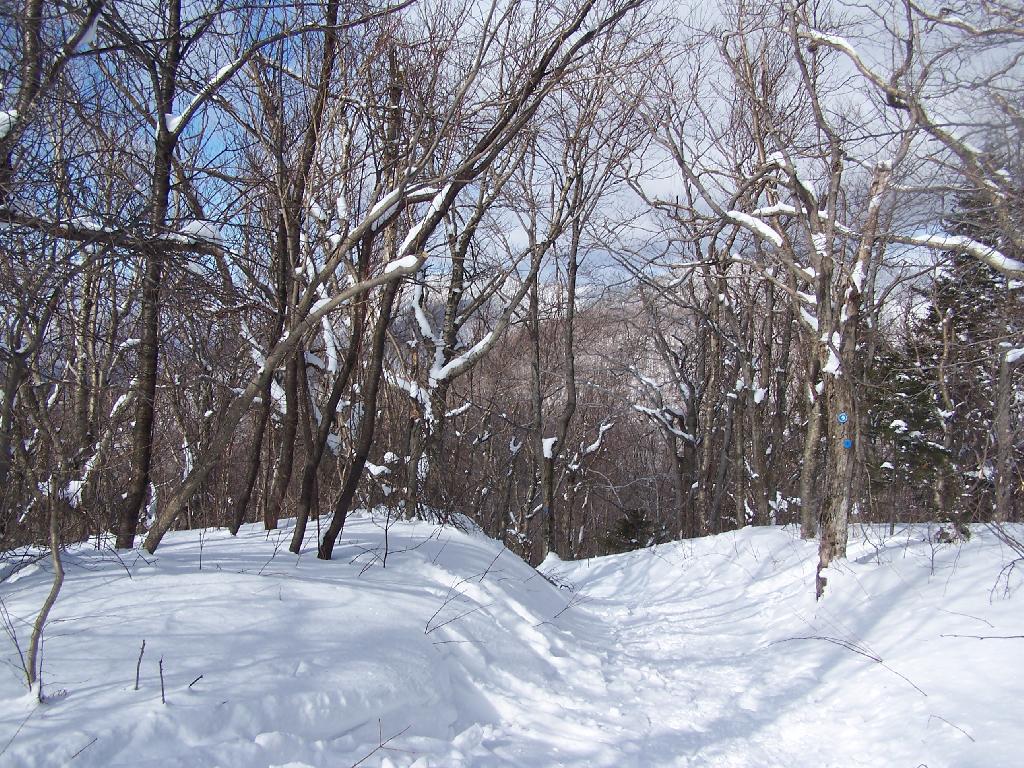 Photo: Looking Down a Steeper Trail