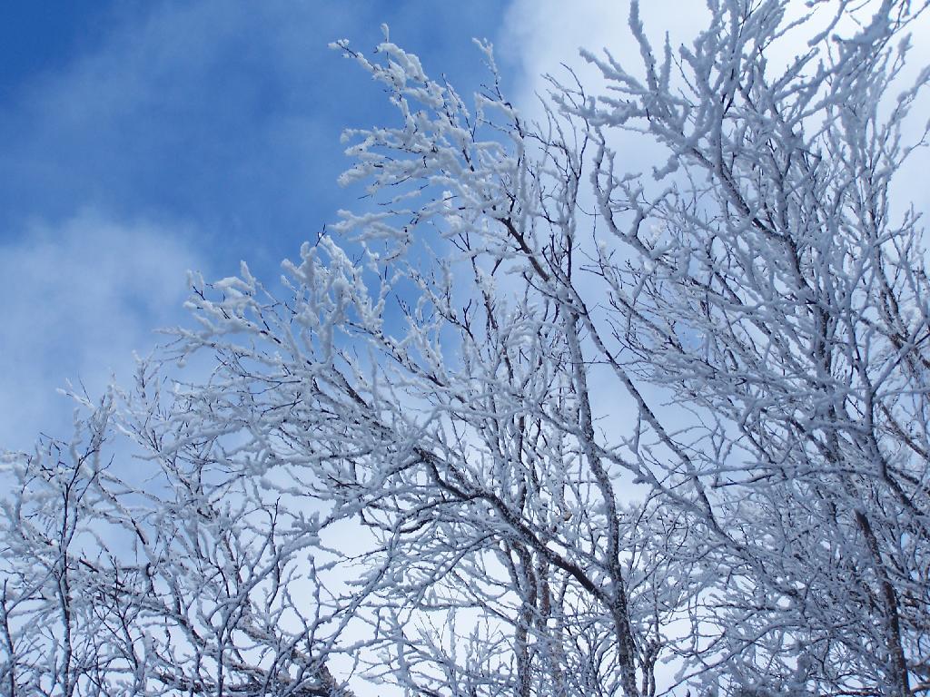 Photo: Snow on Trees