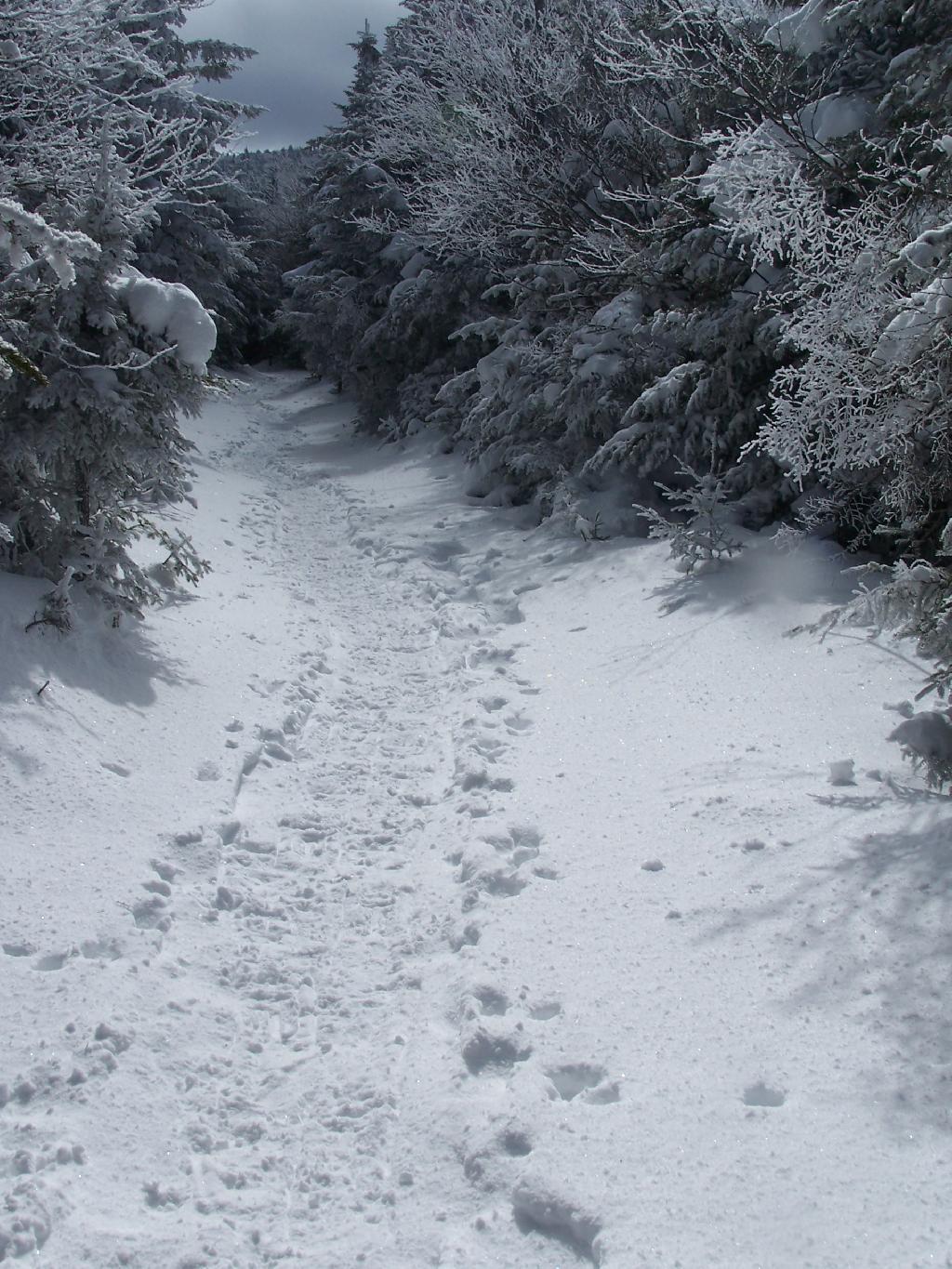 Photo: Flat Section of Trail Photo: Flat Section of Trail