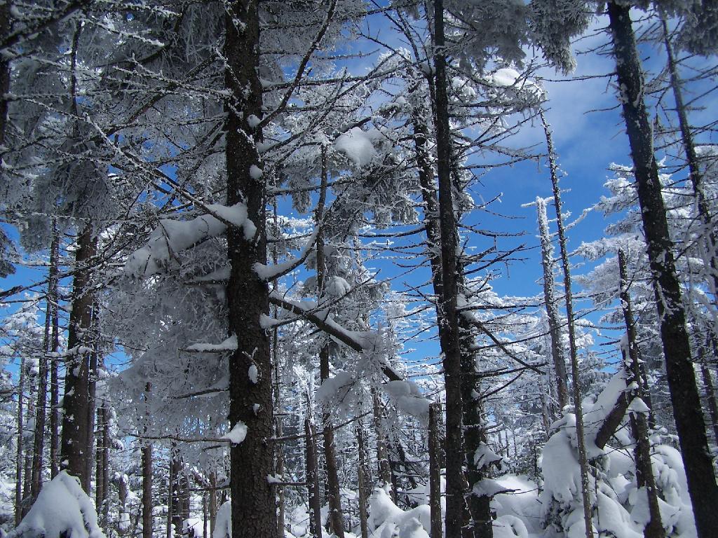 Photo: Boreal Forest