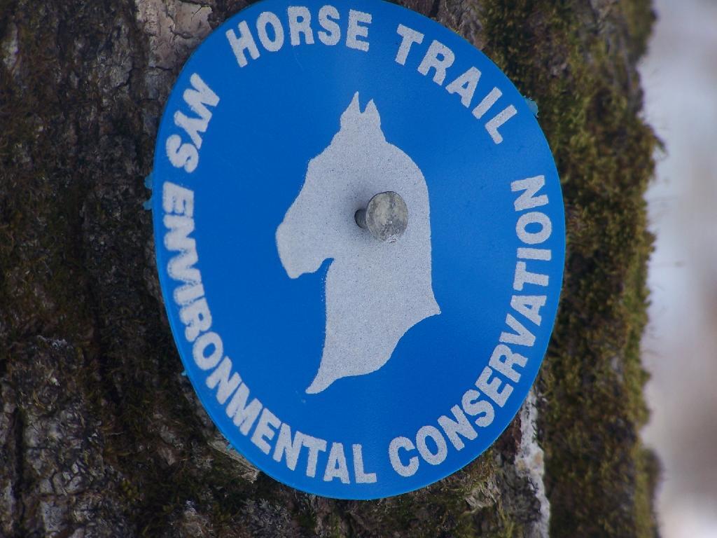 Photo: Nail Through a Horses Head