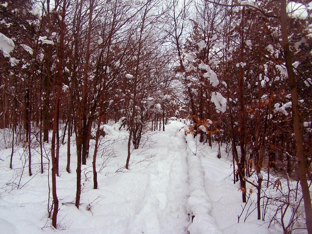 Photo: Walking Along the Rail