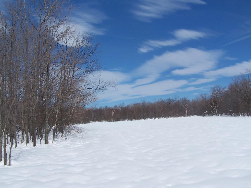 Photo: Sunny White Field Photo: Sunny White Field