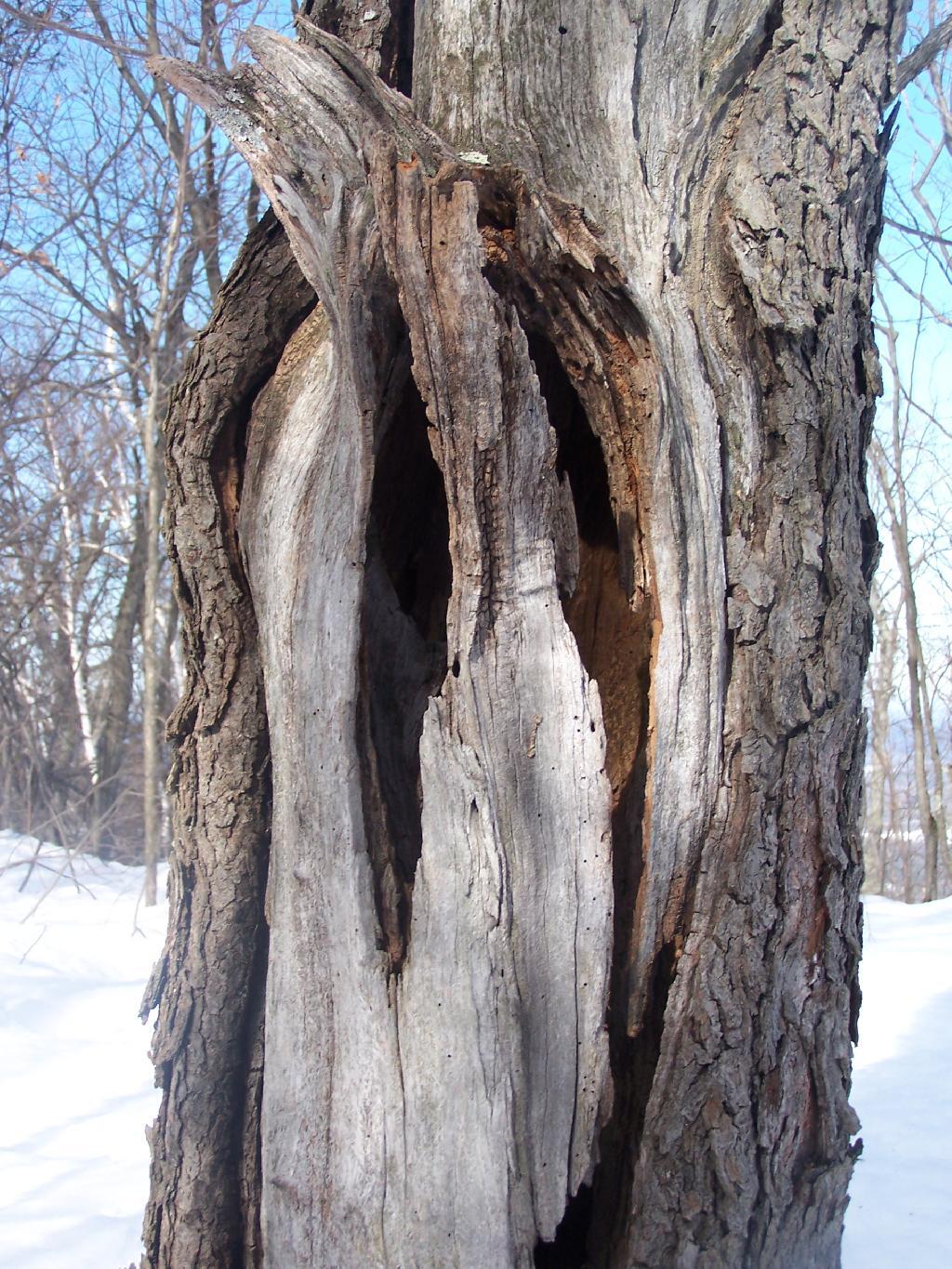Photo: Tree Photo: Tree