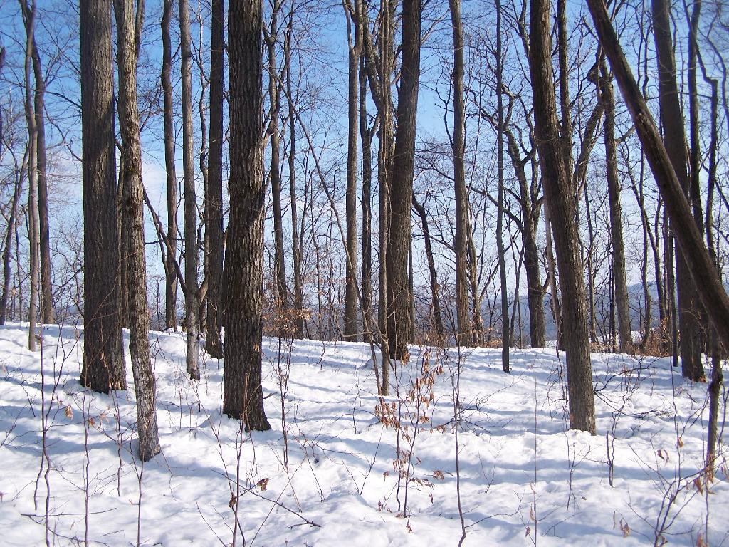 Photo: Schroon Lake Through the Trees Photo: Schroon Lake Through the Trees