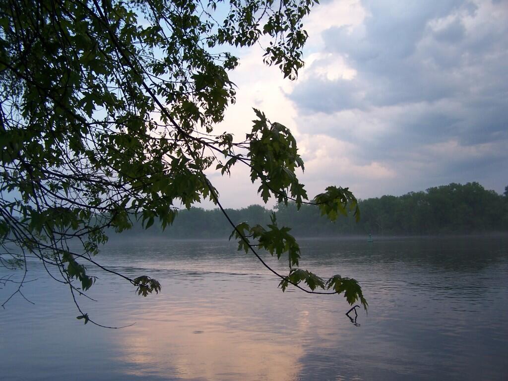 Photo: Wet Trees Photo: Wet Trees