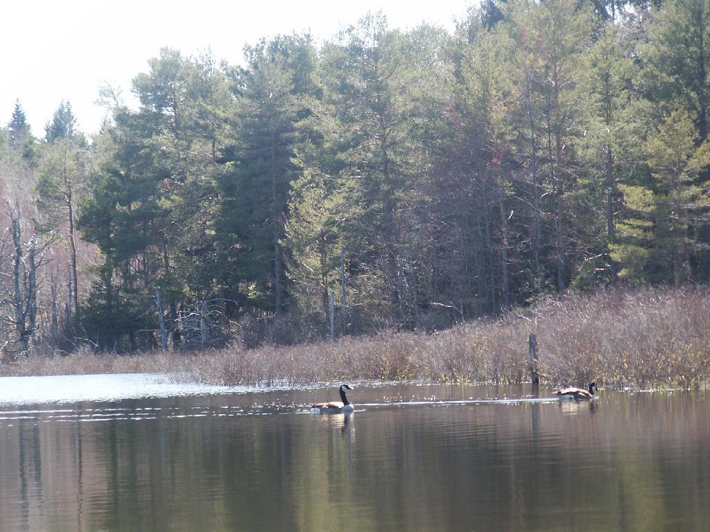 Photo: Geese On Unamed Pond