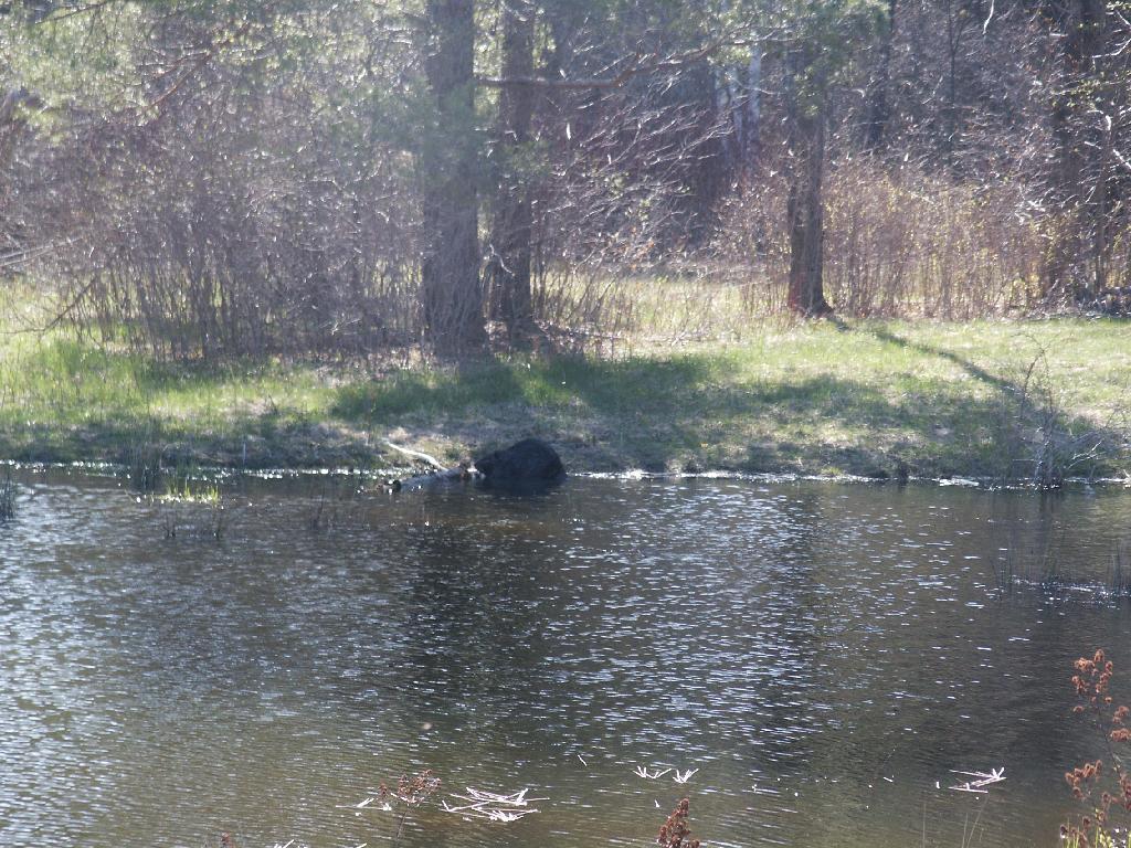 Photo: Beaver Chewing on Wood Photo: Beaver Chewing on Wood