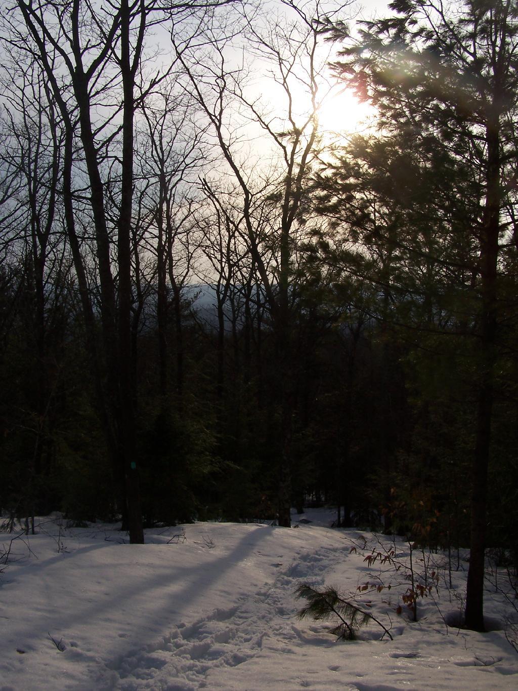 Photo: Looking Down Long Path