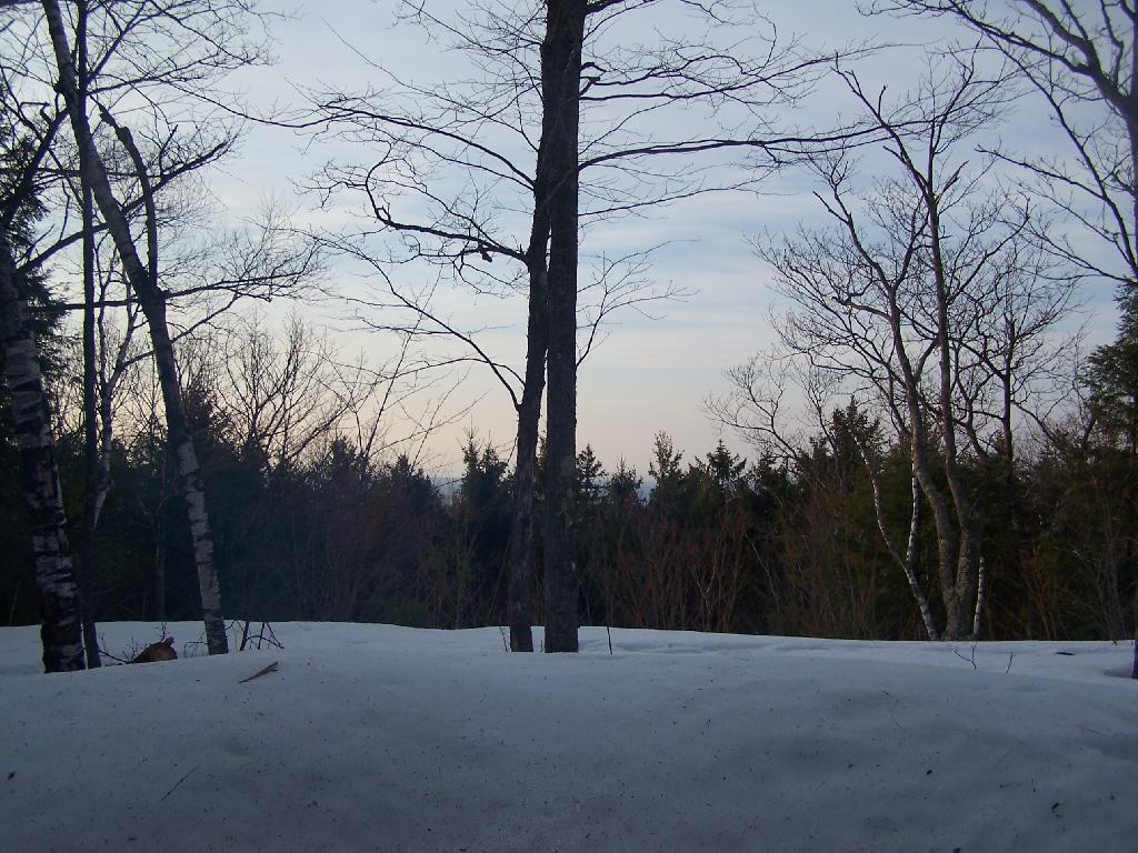 Photo: Looking Out the Lean-To