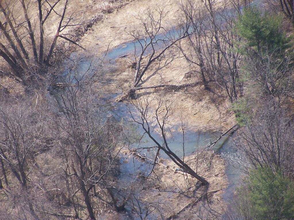 Photo: Wet Trees
