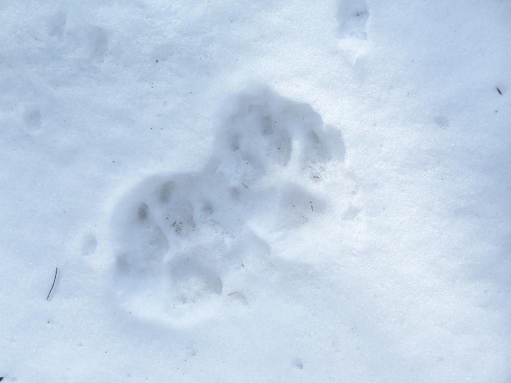 Photo: Bear Prints