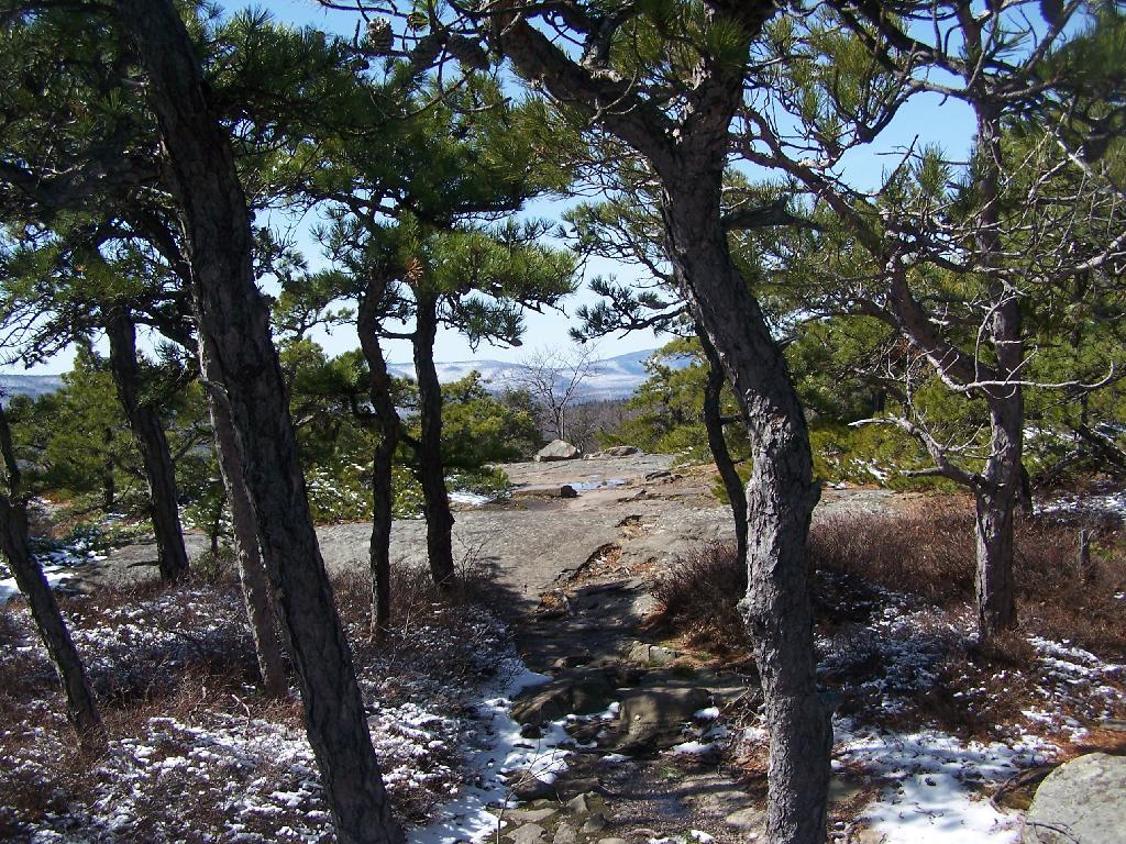 Photo: Thru the Woods Photo: Thru the Woods