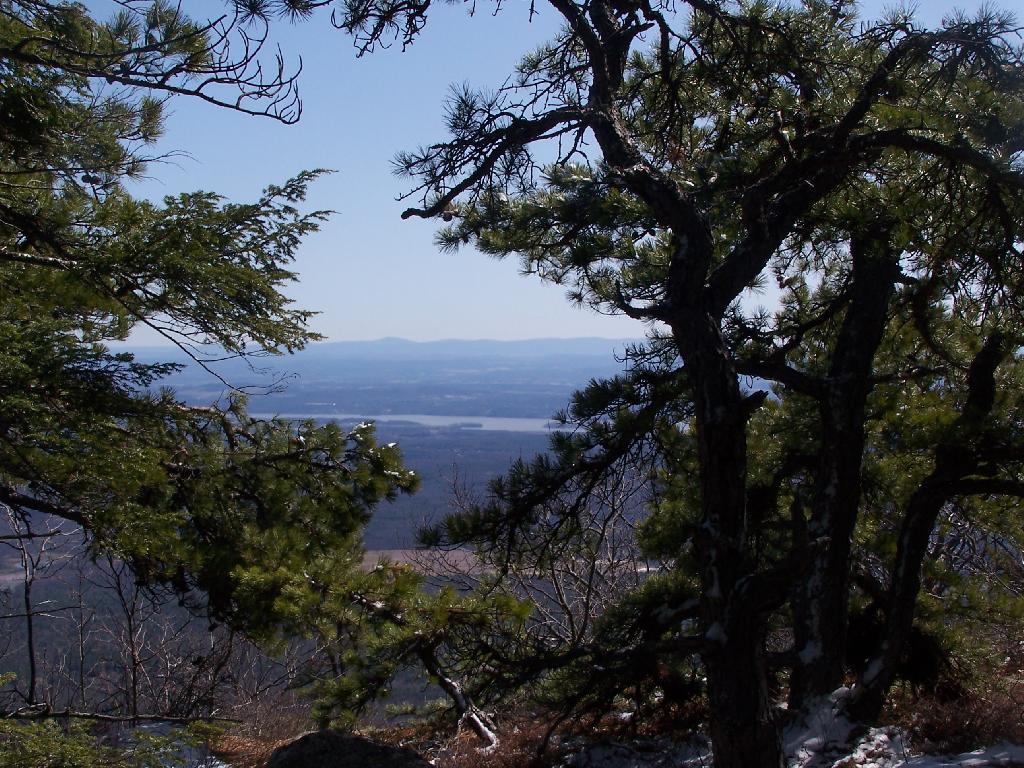 Photo: East Through the Trees Photo: East Through the Trees