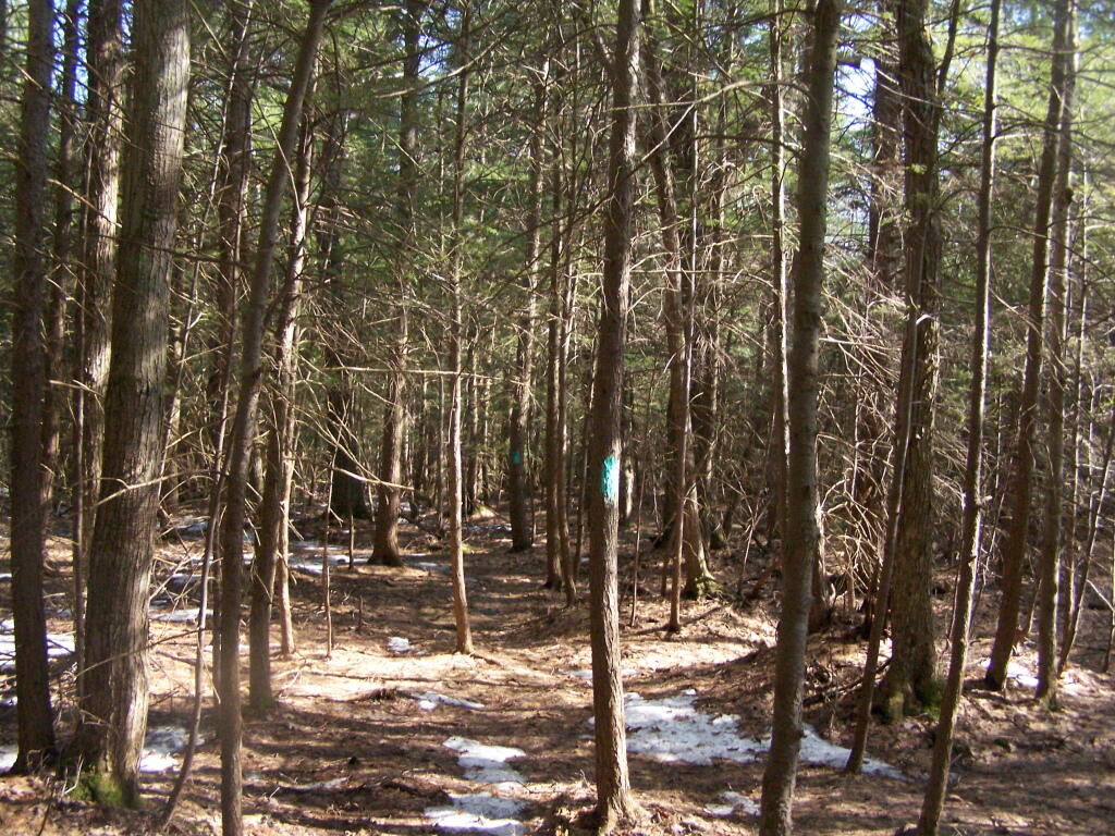 Photo: Through the Woods