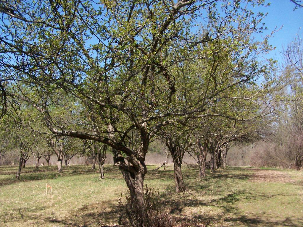 Photo: Apple Trees Photo: Apple Trees