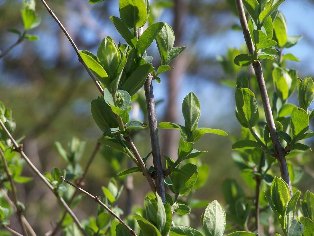 Photo: Buds