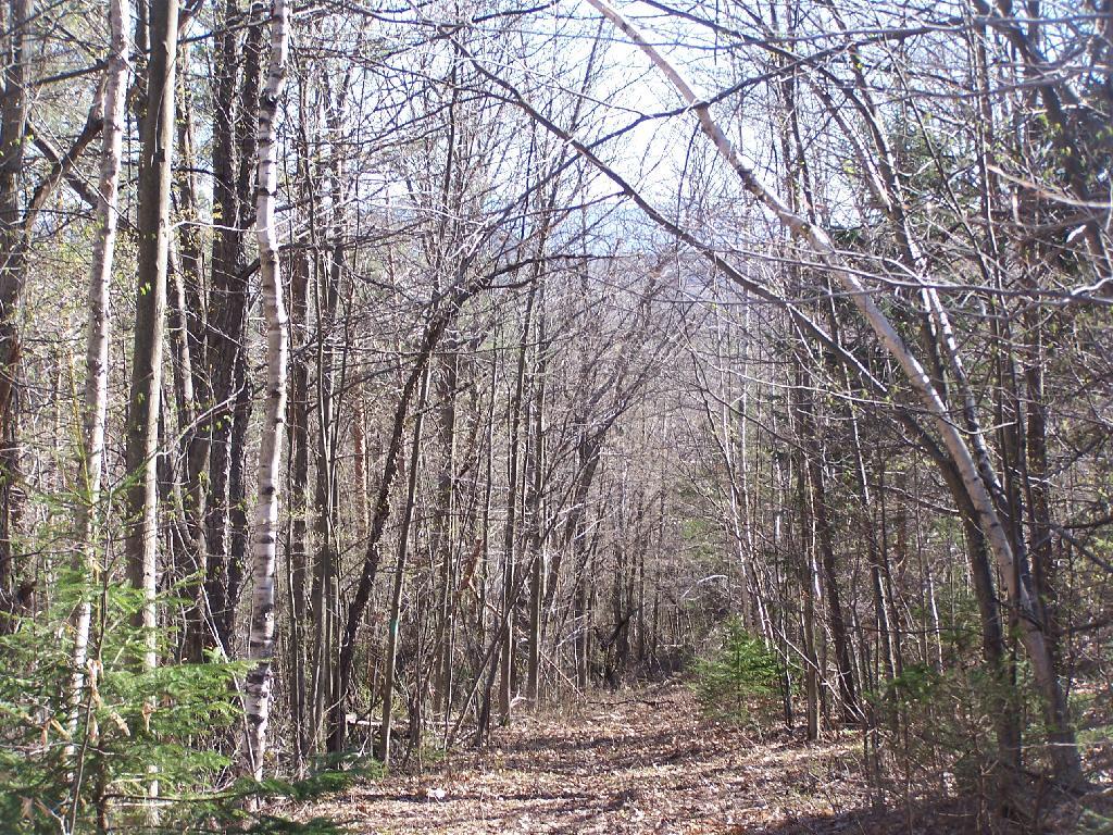 Photo: Long Path Down Old Road Photo: Long Path Down Old Road