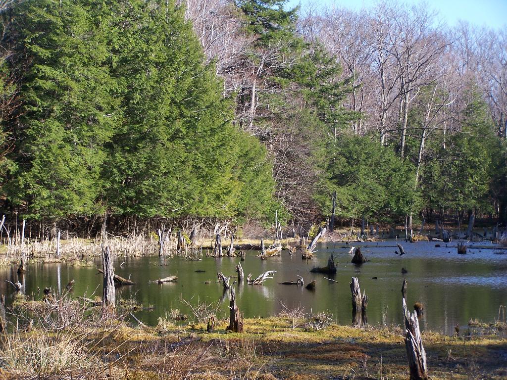 Photo: Swamp at Gulf