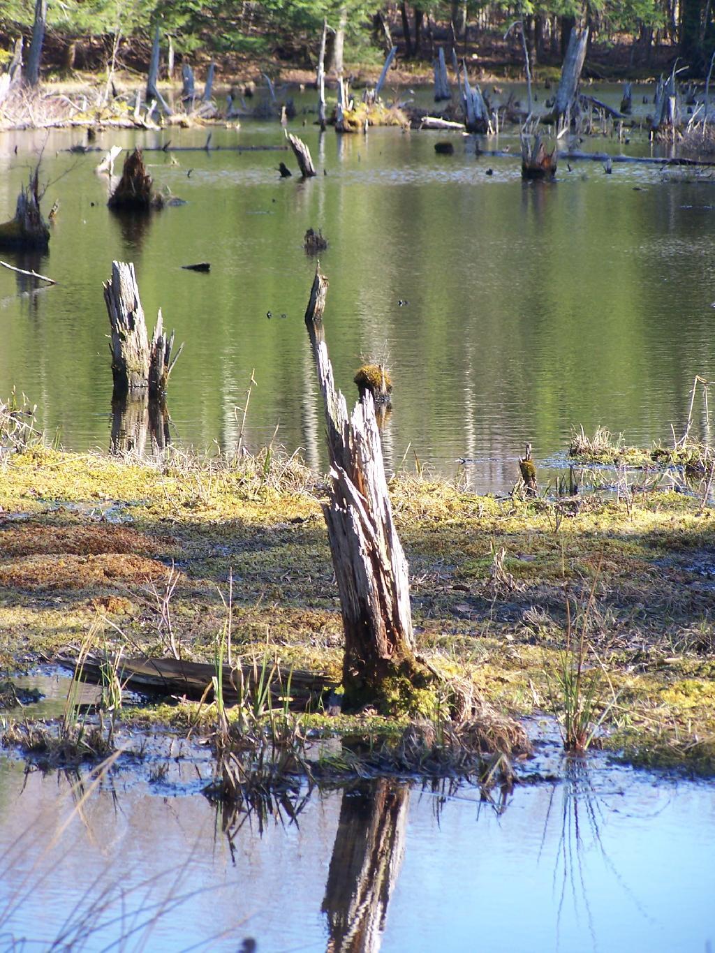 Photo: Stump