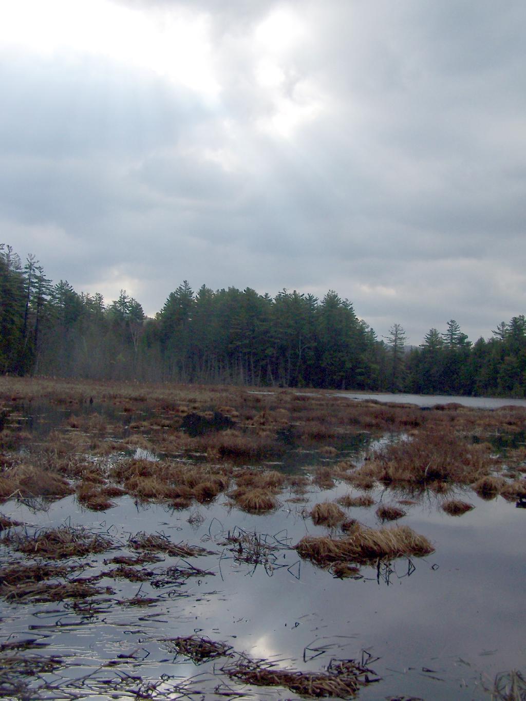 Photo: Alder Pond Photo: Alder Pond