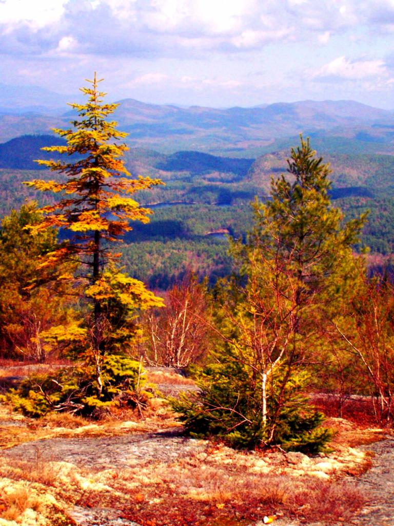 Photo: Trees Photo: Trees