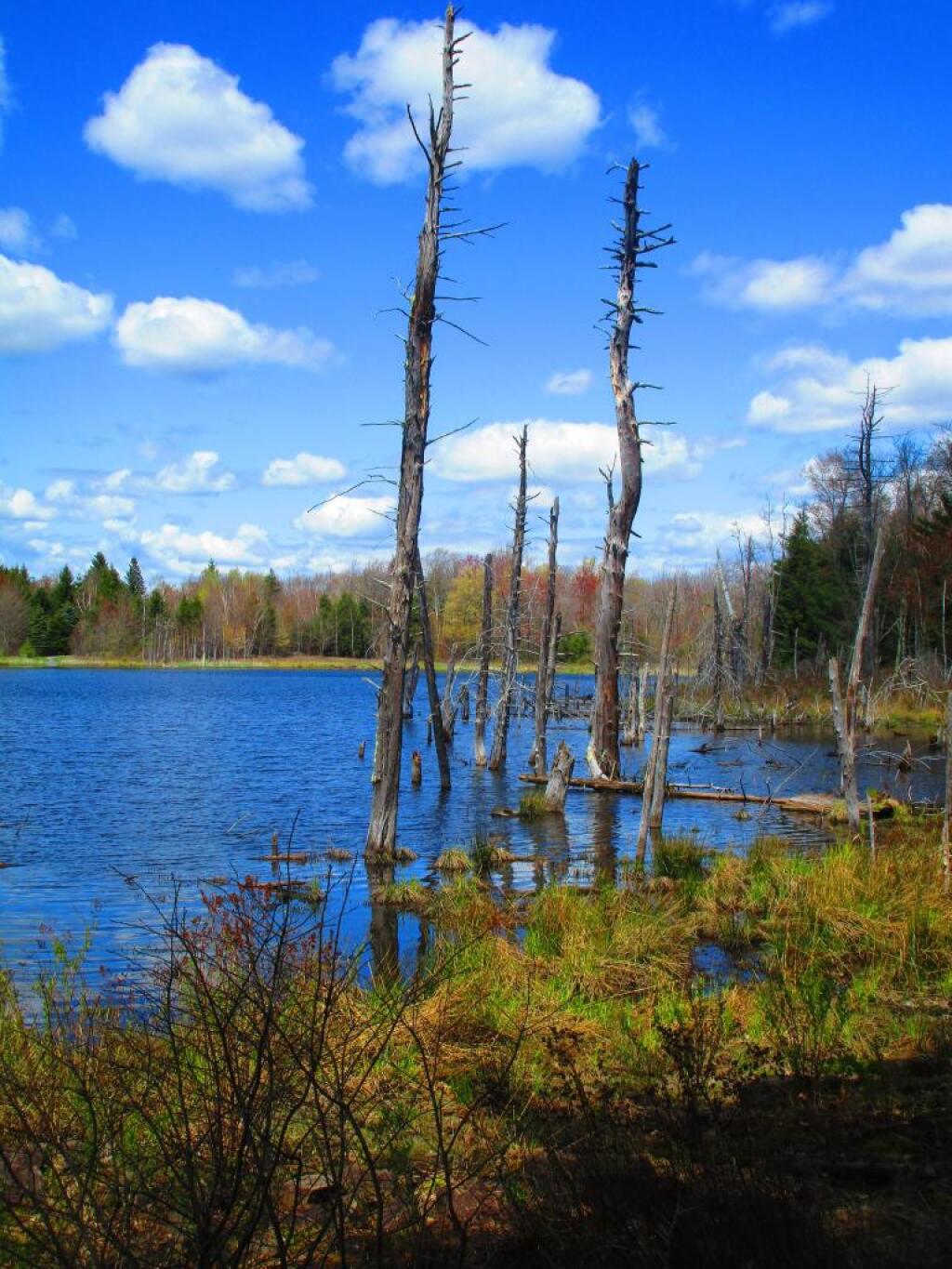 Photo: Sunny spring afternoon at Looking Glass Pond Photo: Sunny spring afternoon at Looking Glass Pond
