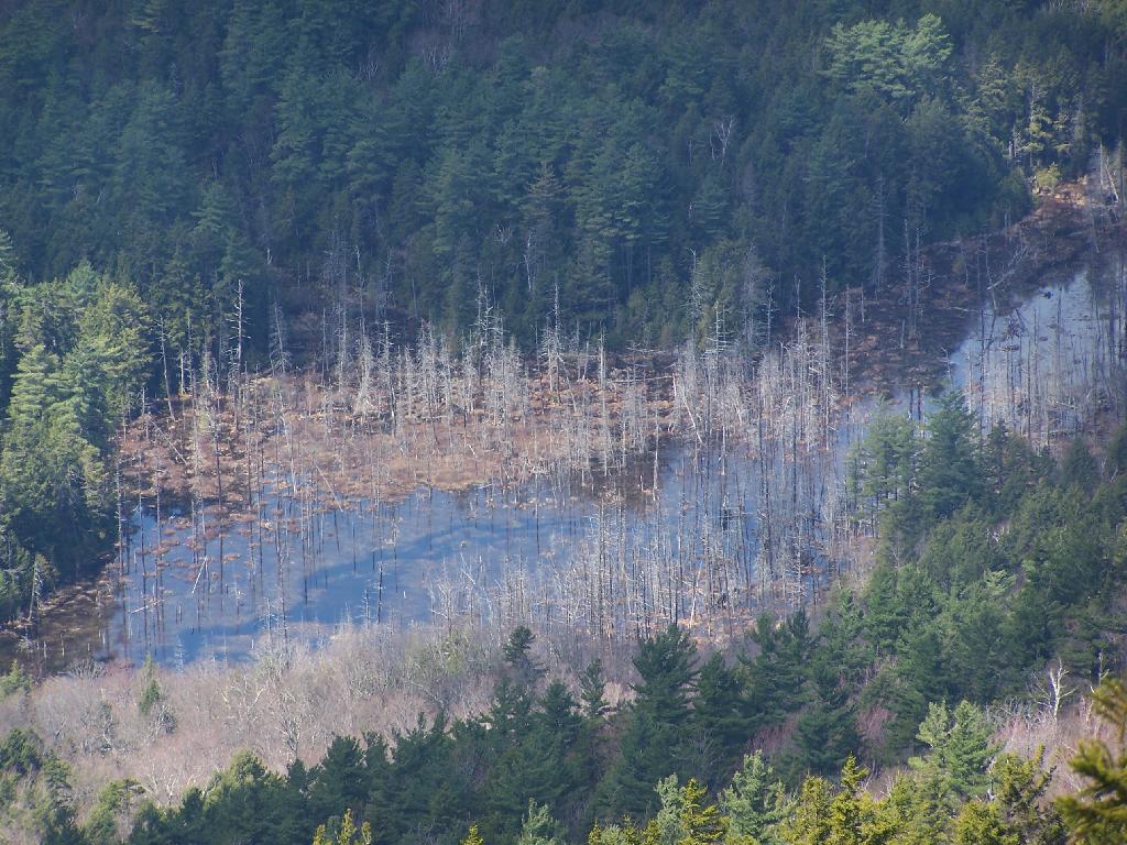 Photo: Desolate Swamp Photo: Desolate Swamp