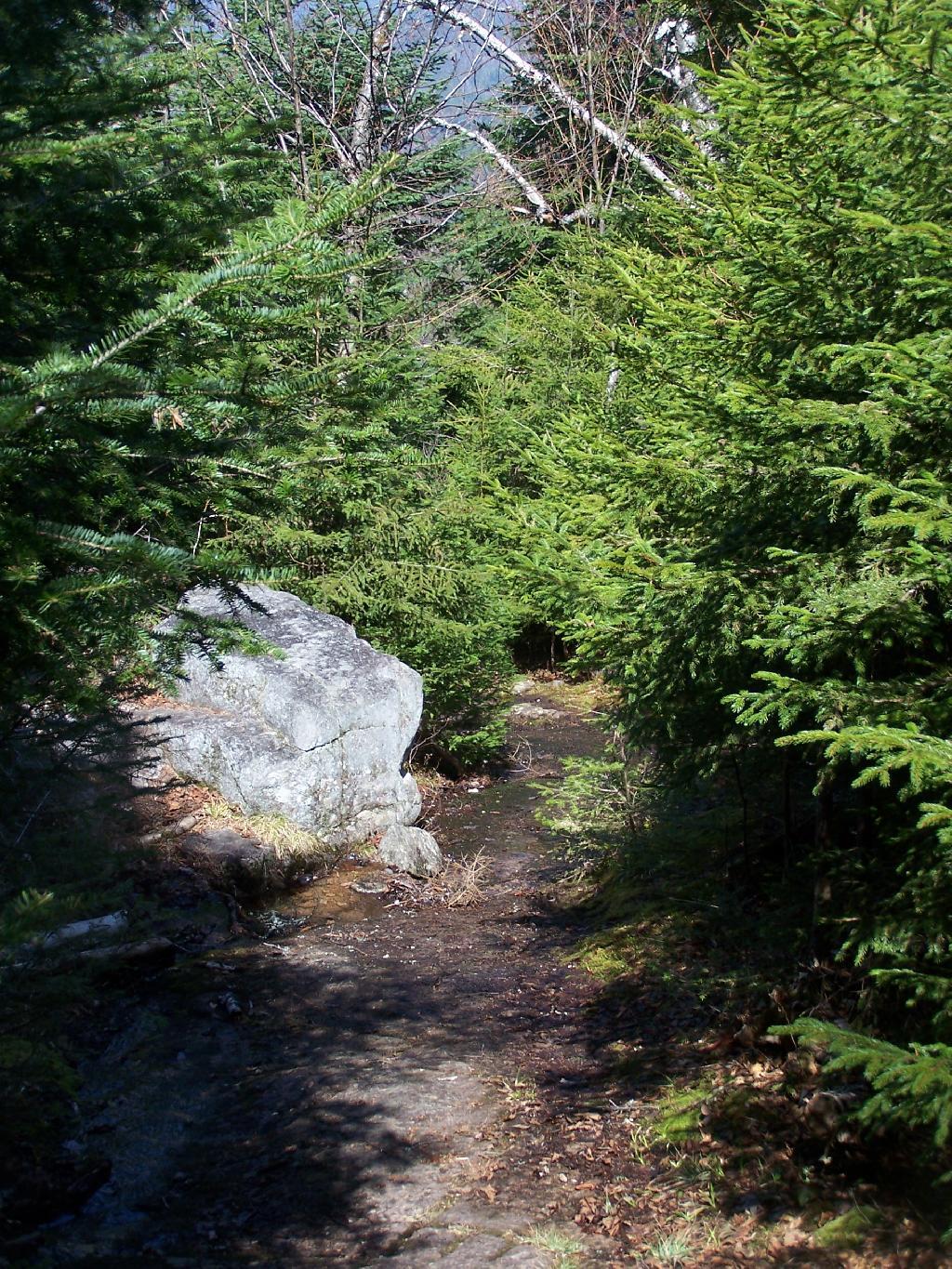 Photo: Through Thick Boreal Forest Photo: Through Thick Boreal Forest