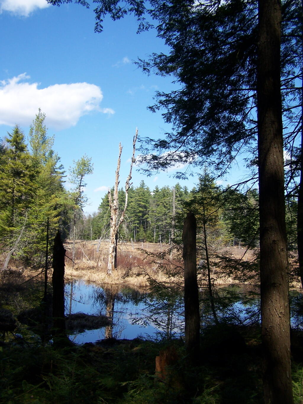 Photo: Glidden Marsh Photo: Glidden Marsh