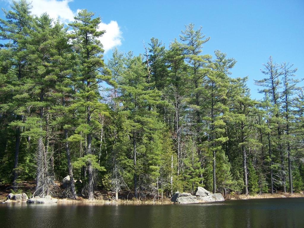 Photo: Trees Photo: Trees