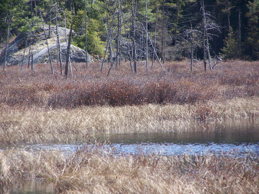 Photo: Marshlands Photo: Marshlands