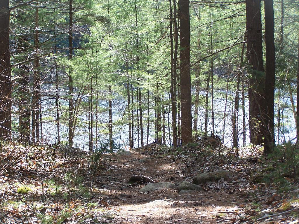 Photo: Glidden Marsh Through Trees Photo: Glidden Marsh Through Trees