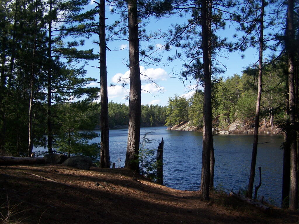 Photo: Oxbow Through Trees Photo: Oxbow Through Trees