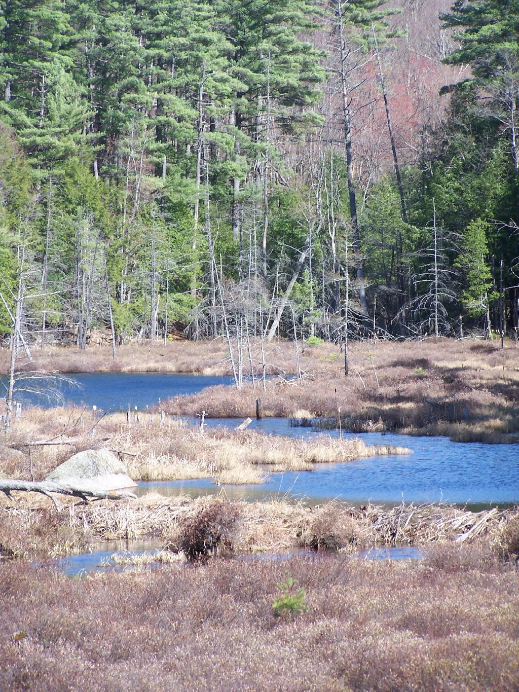 Photo: Swampy End of Oxshoe Pond Photo: Swampy End of Oxshoe Pond