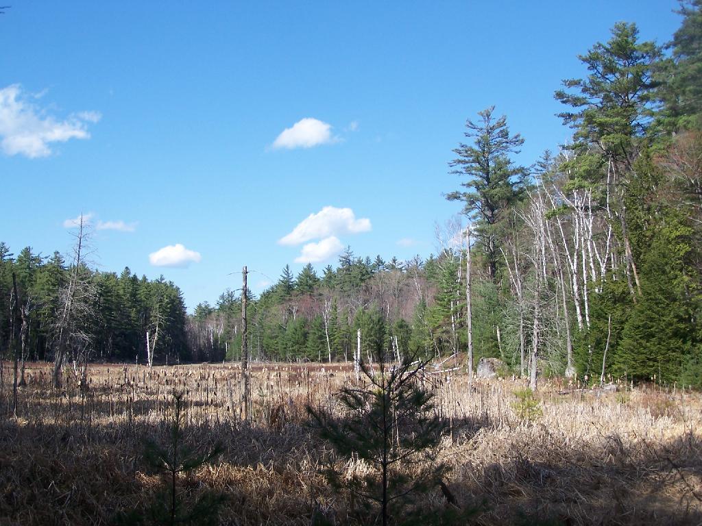 Photo: Marshlands Heading Into Crane Pond