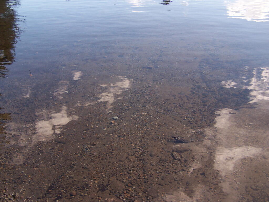 Photo: Crane Pond Shoreline Photo: Crane Pond Shoreline