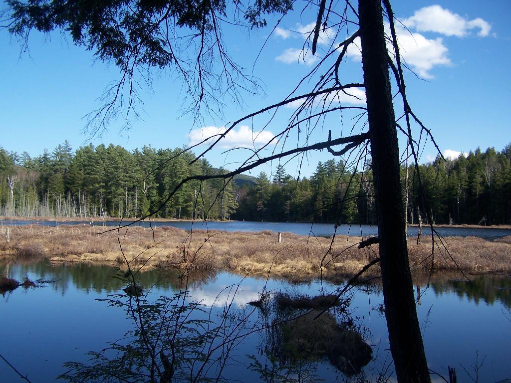 Photo: Alder Pond Photo: Alder Pond