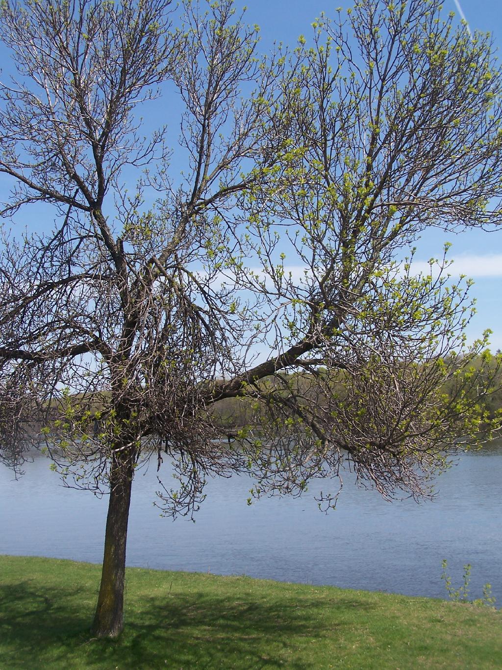 Photo: Tree By the Hudson River Photo: Tree By the Hudson River