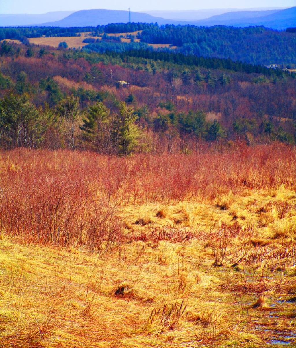 Photo: Cario Roundtop