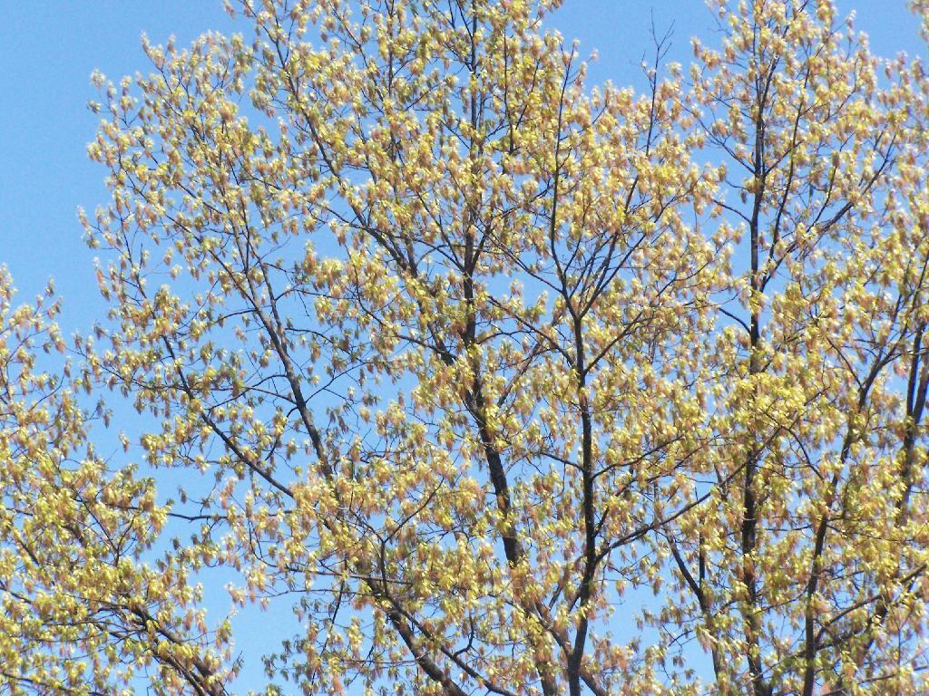 Photo: Springtime on a Tree Photo: Springtime on a Tree