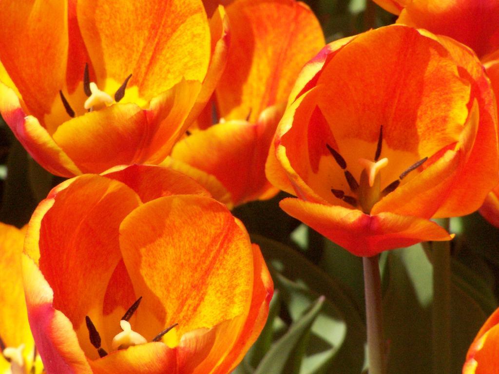 Photo: Red Tulips Photo: Red Tulips